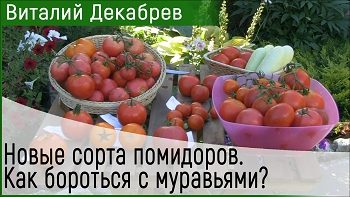Дачные сезоны с Виталием Декабревым (12 августа 2017). Дегустация томатов.