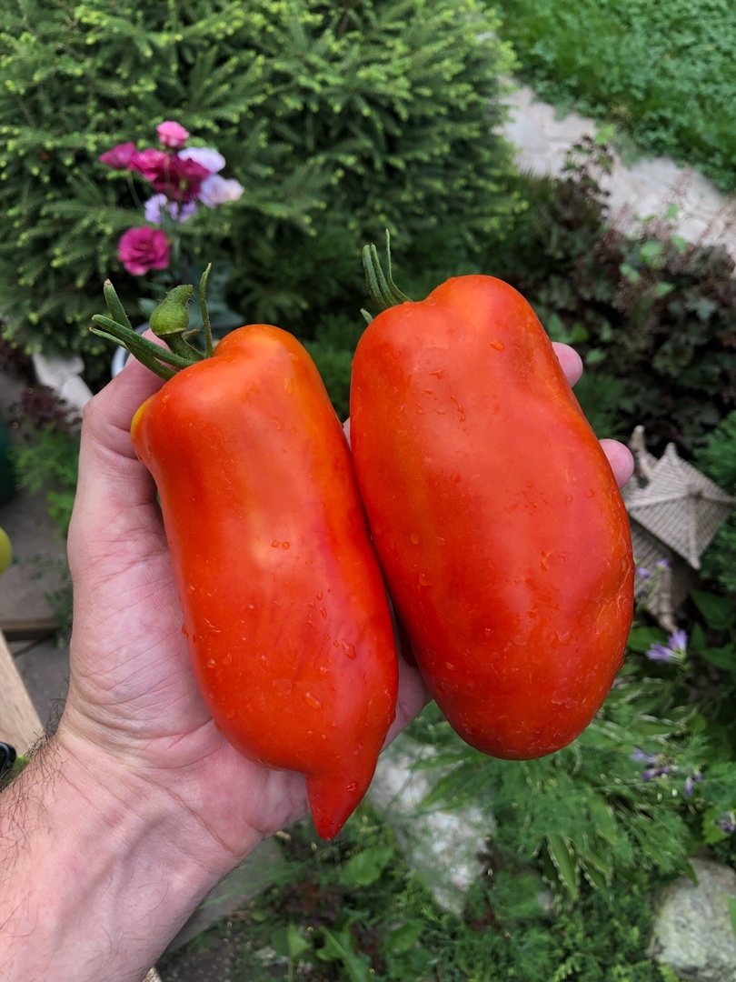 Перцевидные томаты