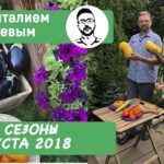 дачные сезоны с Виталием Декабревым
