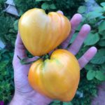 сердцевидные томаты