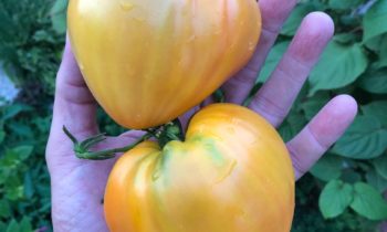 Супер томат сердцевидной формы
