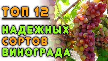 ТОП 12 надежных сортов винограда для средней полосы России